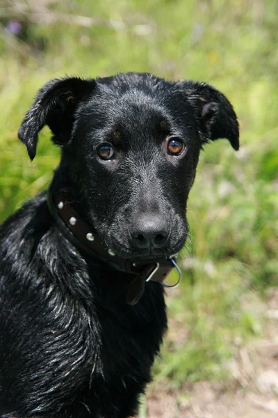 En ung svart hund. — Stockfoto