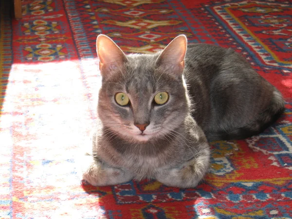 집안에 카펫에 회색 고양이 거짓말. — 스톡 사진