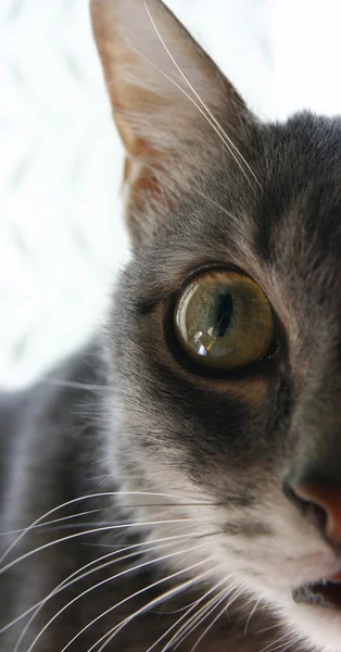 Ein vorsichtiger Blick graue Katze. — Stockfoto