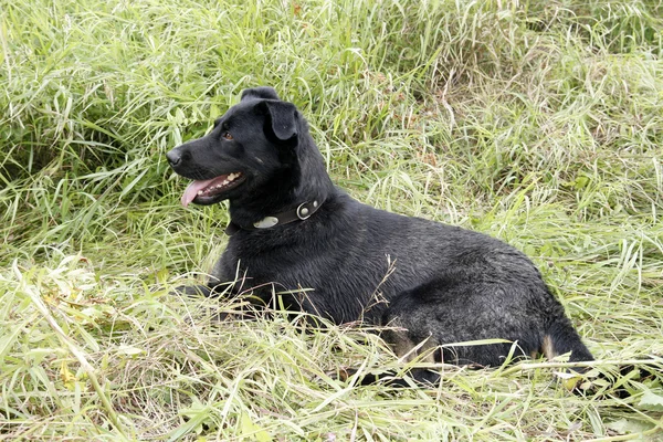 Ένα μεγάλο μαύρο σκυλί στη φύση. — Φωτογραφία Αρχείου