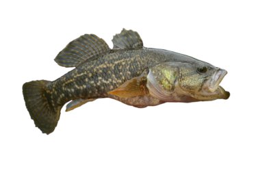 Küçük yırtıcı balık. İzole görünümü.