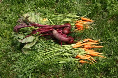 3 bahçesinden taze sebze.