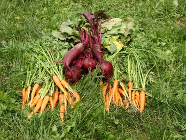 2 bahçesinden taze sebze.