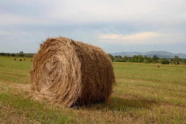 Hay bales on the field. — Stock Photo, Image