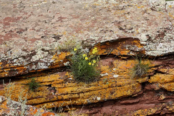 La fuerza de la vida en la naturaleza. En las rocas puede crecer . — Foto de Stock