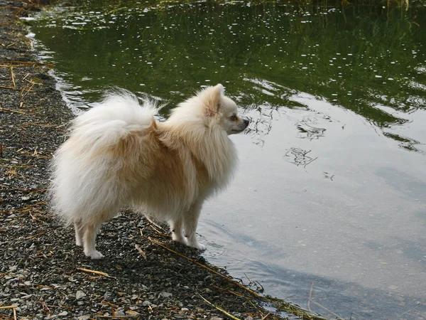 Small fluffy dog breeds Spitz. — Stock Photo, Image