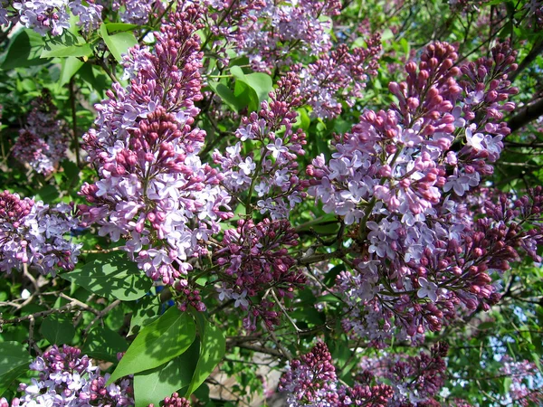 Lilas sur fond de ciel bleu — Photo