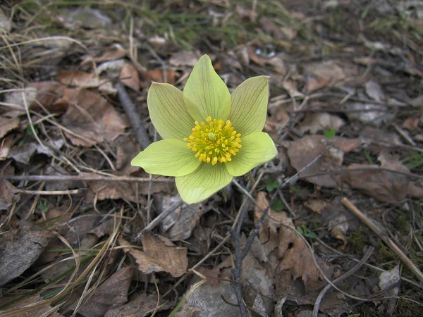 Pulsatilla patenta en un claro bosque en primavera — Foto de Stock