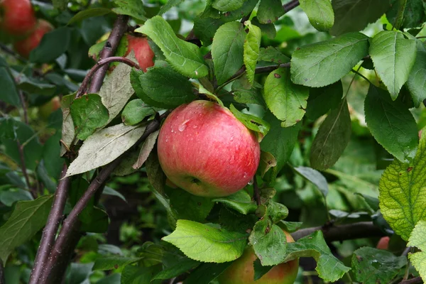 Las manzanas rojas de la carne en el árbol 7 — Foto de Stock