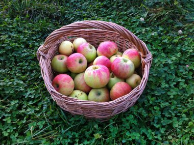 Sepette kırmızı elmalar