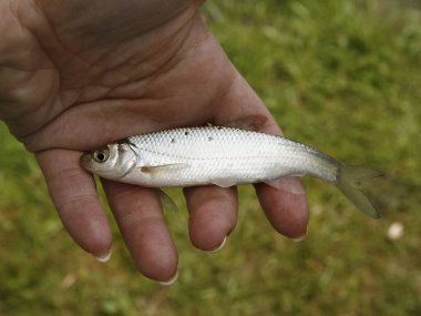 Balıkçıların elinde küçük bir balık var..