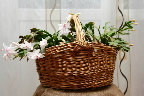 ウィッカーバスケットの屋内植物。シュルンベルガーはサボテン科の花です。. ロイヤリティフリーのストック画像