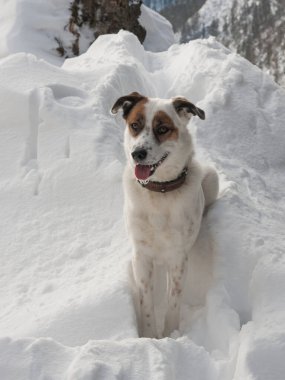 Tepedeki ormanda bir köpek Uzağa bakar.