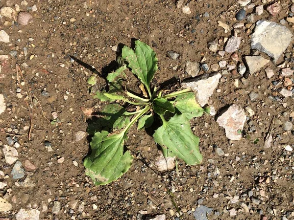 La plante plantain fait son chemin à travers le sol dur et sec. Images De Stock Libres De Droits