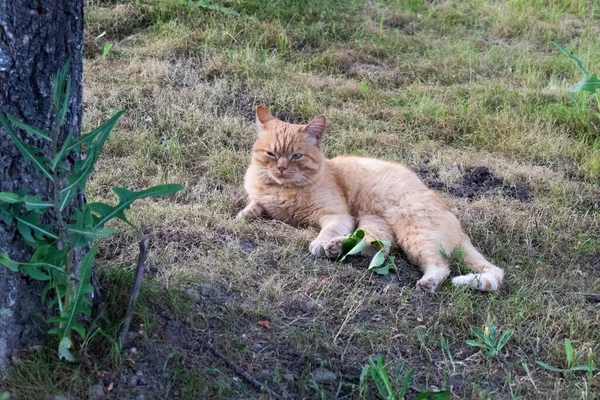 Un gato callejero yace en el suelo. — Foto de Stock