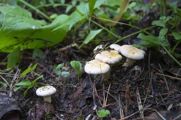 Piccoli funghi finferli nell'erba. — Foto Stock