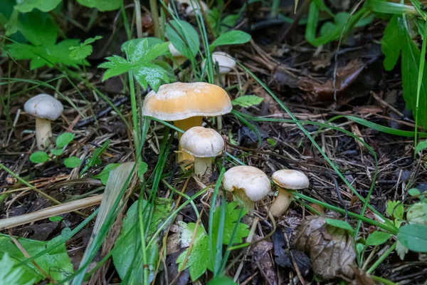 Piccoli funghi finferli nell'erba. — Foto Stock