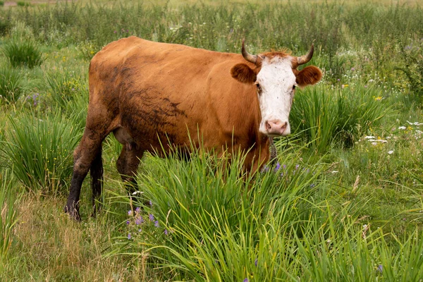 Summer Day Cow Grazing Green Pasture — Stock Photo, Image