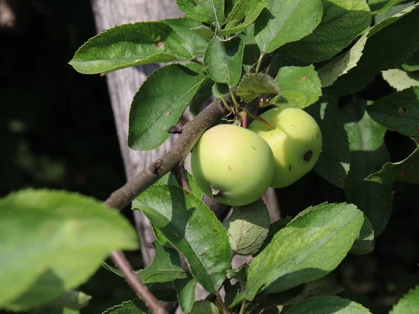 Uma Macieira Jardim Maçãs Verdes Estão Penduradas Galho Árvore Está — Fotografia de Stock