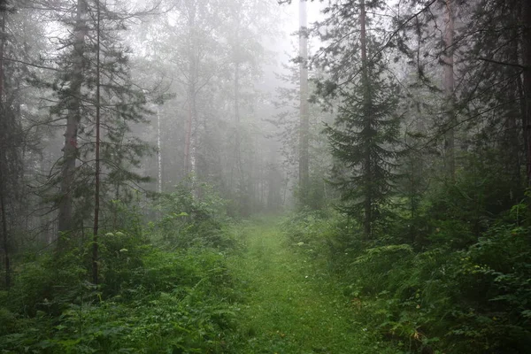 Νωρίς Πρωί Έβρεχε Υπάρχει Πυκνή Ομίχλη Στο Δάσος Μέσα Από — Φωτογραφία Αρχείου