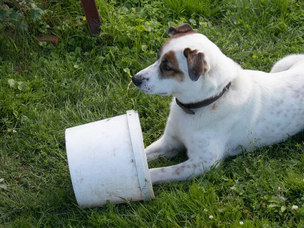 Stor Vit Hund Ligger Det Gröna Gräset Han Leker Med — Stockfoto