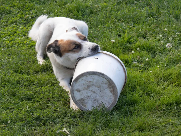 Big White Dog Lying Green Grass Playing White Bucket — Stock Photo, Image