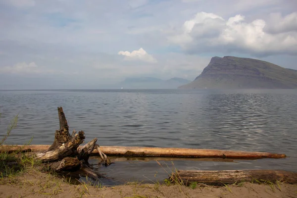 Ett torrt träd på stranden av havsviken. — Stockfoto