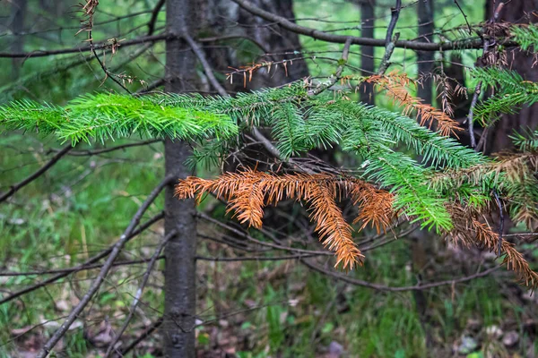 Шкідники хвойних дерев. Голки сушені на гілці ялиці . — стокове фото