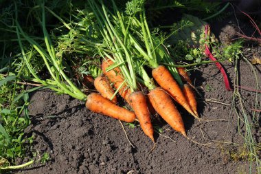 Yerde taze bir havuç mahsulü vardı..