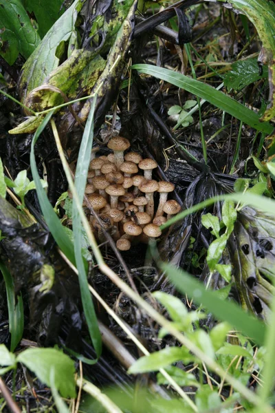 Funghi nel bosco — Foto Stock