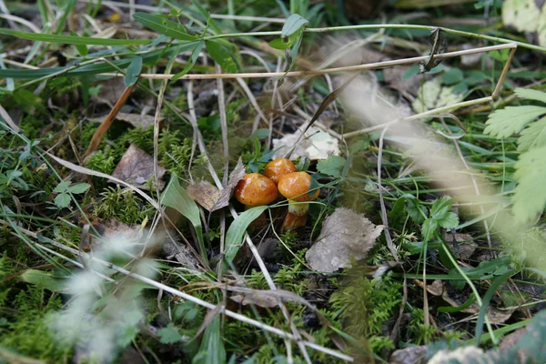 Mushrooms in the forest — Stock Photo, Image