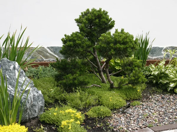 Bonsai drzewo w parku. — Zdjęcie stockowe