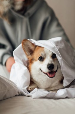 Tatlı Galler Corgi Pembroke