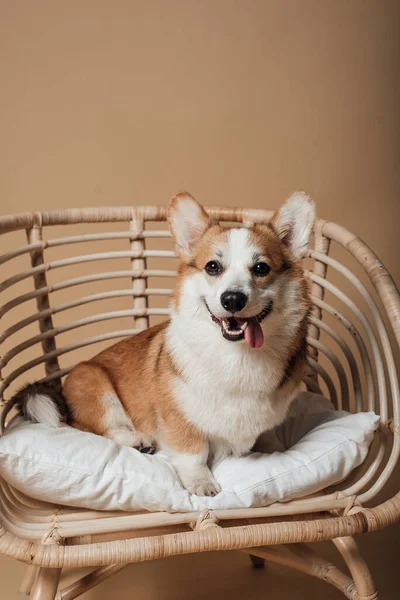 Niedlicher Walisischer Corgi Pembroke — Stockfoto