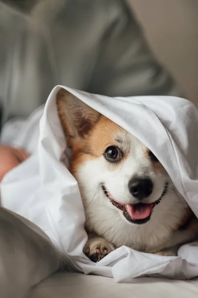 Corgi Galês Bonito Pembroke — Fotografia de Stock