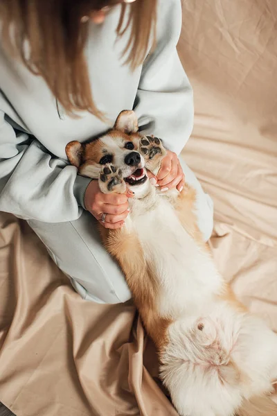 Corgi Galês Bonito Pembroke — Fotografia de Stock