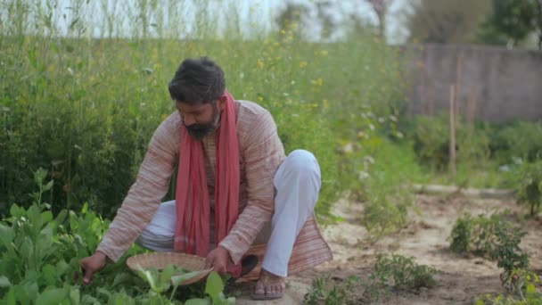 印度农民从他的农田里拔出绿叶蔬菜 一名身穿Kurta Pajama和Angocha的农村男子在一个绿色农场工作的中景照片 — 图库视频影像