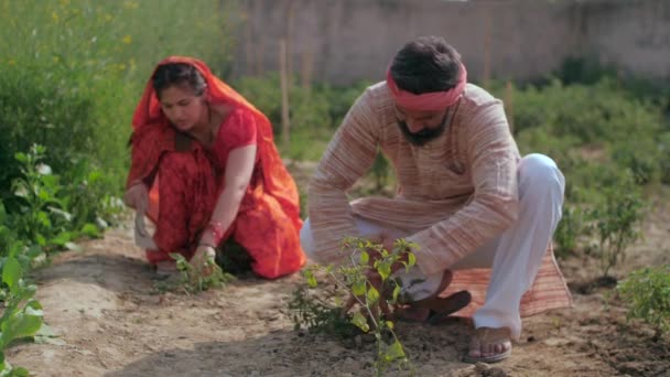 Två Traditionella Indiska Lantarbetare Som Odlar Ett Grönt Område Den — Stockvideo