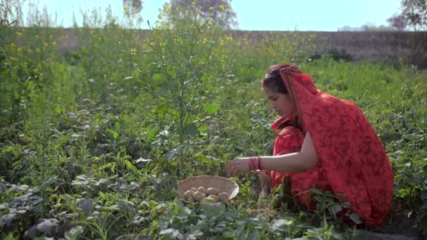 Женщина Фермер Собирает Картофель Растущий Землёй Поля Средний Снимок Деревенской — стоковое видео