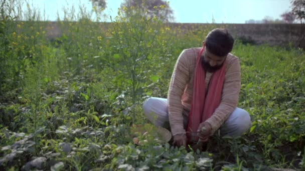 수염을 밭에서 채소를 수확하고 있습니다 미디엄은 파자마를 농장에서 농사를 농부의 — 비디오