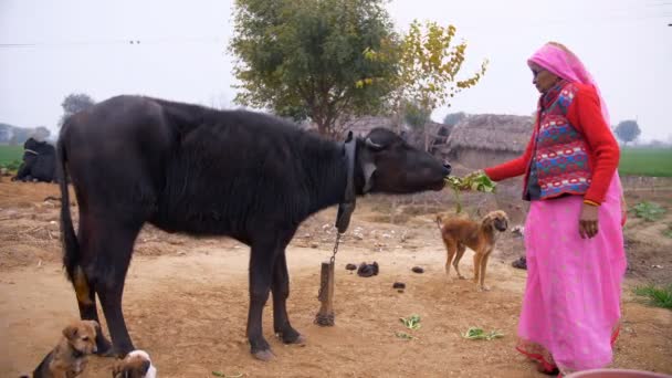 一位老太太在村子里给她的水牛喂绿叶的中景镜头 一位穿着传统服装的印度祖母照料她的水牛和喂养绿色植物 乡村生活方式 — 图库视频影像