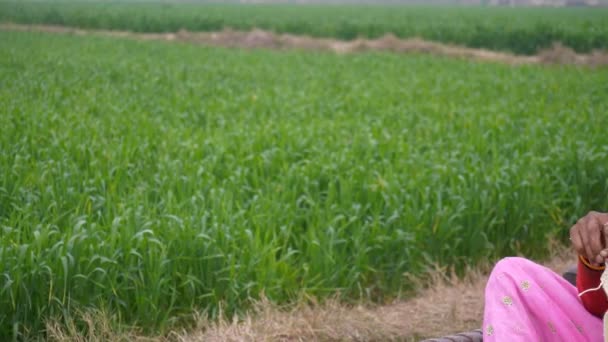 Medium Shot Aged Woman Making Sweaters Winters Sitting Field Old — Stock Video