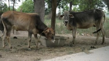 Kırsal bir köydeki bir ağaca bağlanmış iki evcilleştirilmiş inek. Arka planda yeşil ağaçlar olan açık bir tarlada otlayan sığırların yakın çekimi.