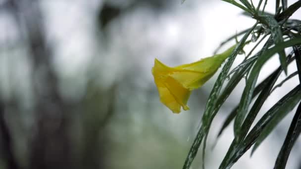 葉を持つ美しいチャンパの花に落ちる水 雨滴の大きな滴 濃い背景を背景に雨の中で開花大きな緑の葉を持つ明るい黄色の花のクローズアップショット — ストック動画