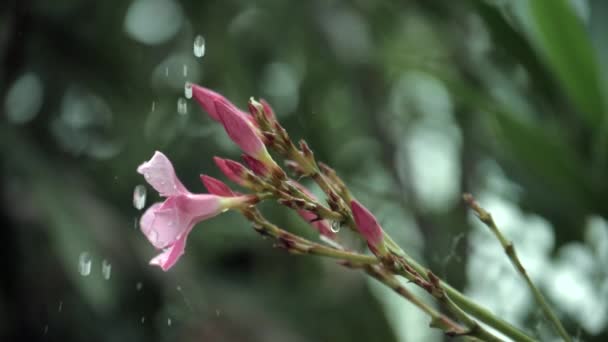 Alcune Gocce Acqua Gocce Rugiada Cadono Fiore Rosa Gladiola Giardino — Video Stock