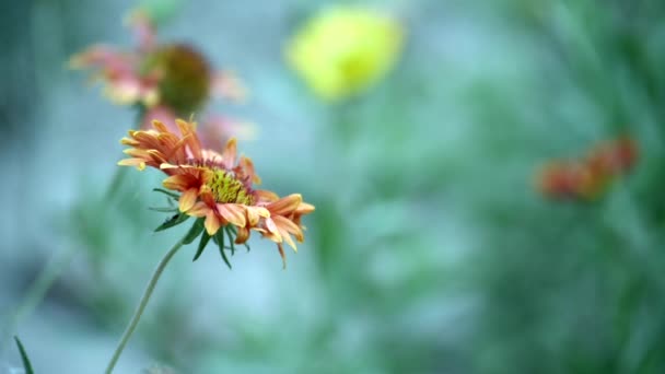 庭でスイング長い茎を持つ美しい花 Helianthus Annuus 背景がぼやけて咲く緑の葉を持つ様々な花の閉鎖ショット — ストック動画