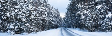 Karlı yol karla kaplı güzel ormanlar arasında kıvrılıyor. Muhteşem beyaz kış manzarası. Güneşli kış günü.