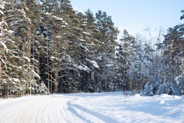 Karlı yol karla kaplı güzel ormanlar arasında kıvrılıyor. Muhteşem beyaz kış manzarası. Güneşli kış günü.