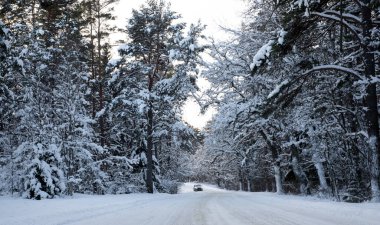 Yolun yukarısındaki karlı ağaçlardan kalp şeklinde. Orman karla kaplı. Muhteşem beyaz kış manzarası. Güneşli kış günü.