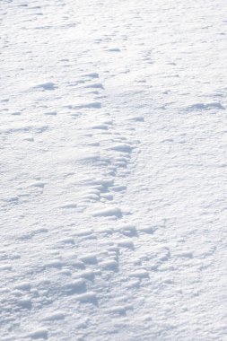 Kar zeminde güneş parlıyor. Beyaz karlı zemin. Kış boyunca kış uykusunda doğa.